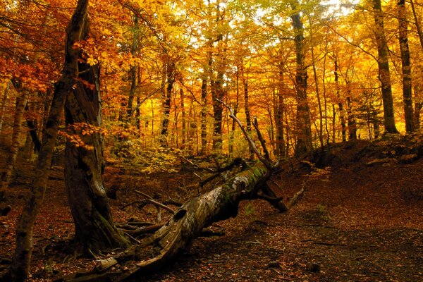 Foresta autunnale e albero caduto