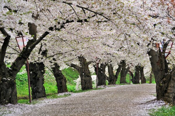 Kirschblüten im Park