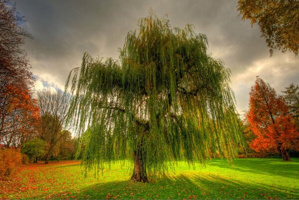 Nature automnale dans le parc, le grand saule