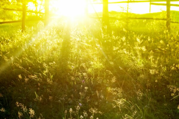 Lumière du soleil de l herbe d été