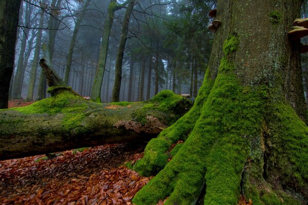 A tree overgrown with green moss