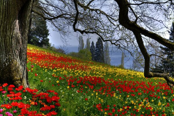 Blooming tulips in the spring forest