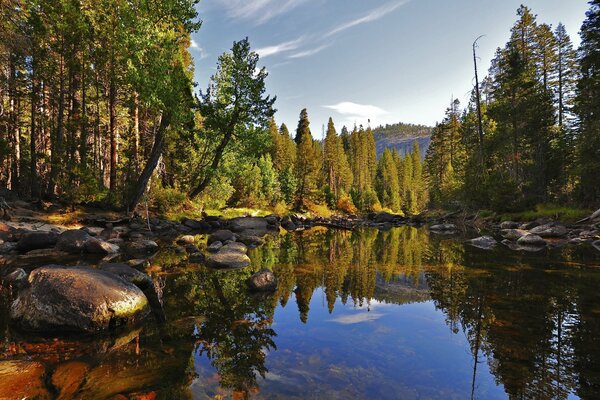 Mirror lake in the green forest