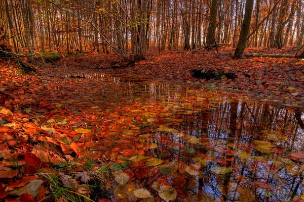 Red autumn leaves in the stream