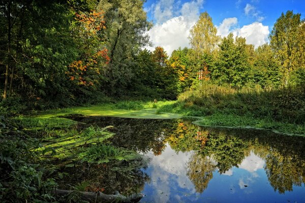 Reflection of the sky in the swamp in summer