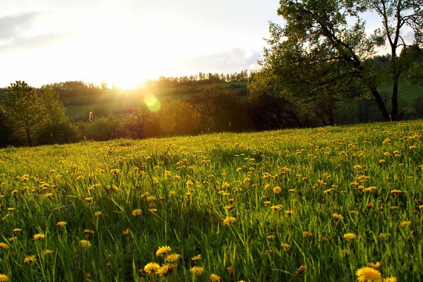 Raggi del sole serale su un prato fiorito con denti di leone