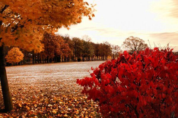 Bunte Herbstlandschaft. Gelbe und rote Blätter