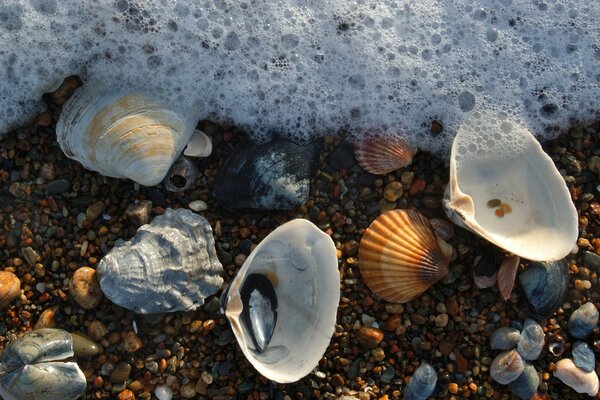 Different seashells in sea foam on the shore close-up