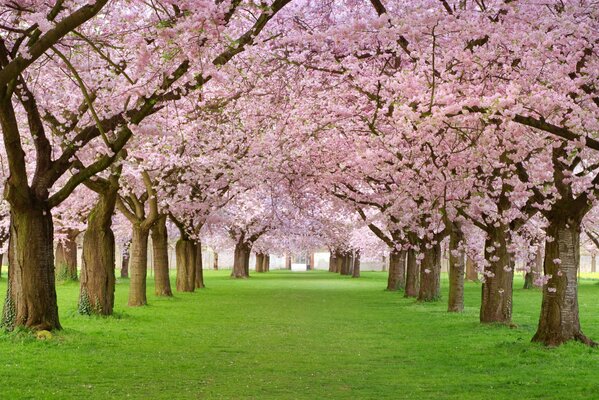 Die blühende Schönheit der Frühlingsblüte