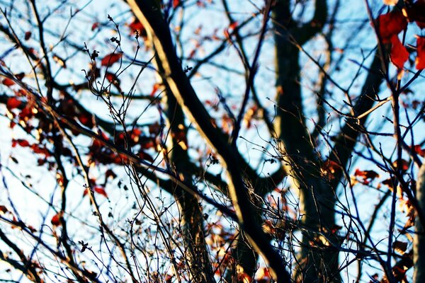 Rami di albero con le ultime foglie