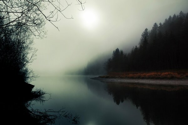 A river in the forest covered with fog