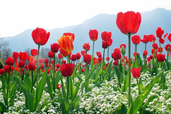 Tulpenfeld vor dem Hintergrund der Berge