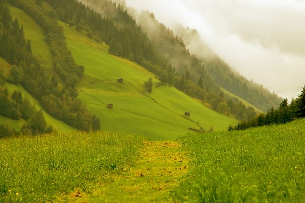 A trail in a green Alpine mountain valley