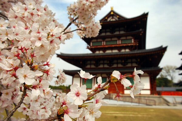 Cherry blossoms in Japan. Pagoda