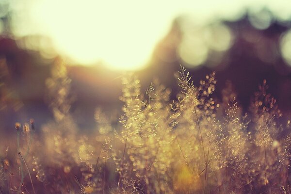 Sol al amanecer en el campo