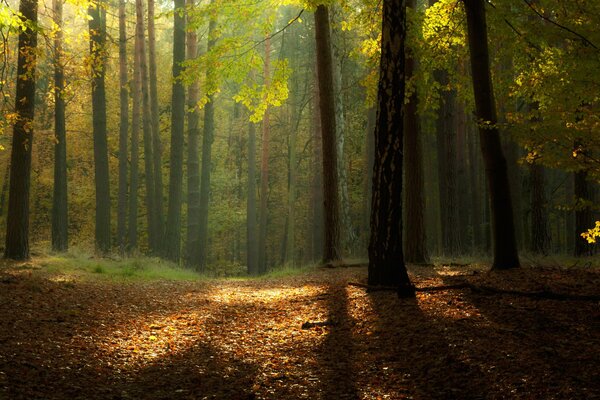 Bord de la forêt inondée de soleil