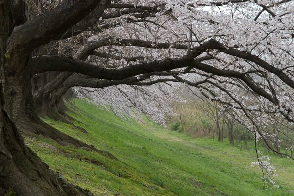 Giapponese Sakura sbocciato in primavera