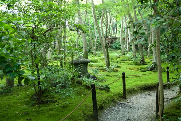 Sentiero nella riserva, con alberi diversi