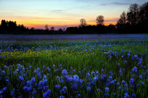 A field of flowers on a warm morning