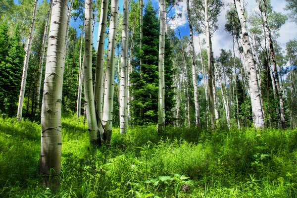 Russian landscape. Birch grove