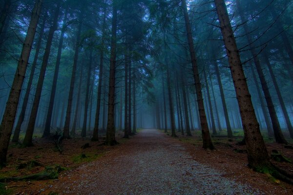 Eine Gasse im Wald in der Dämmerung