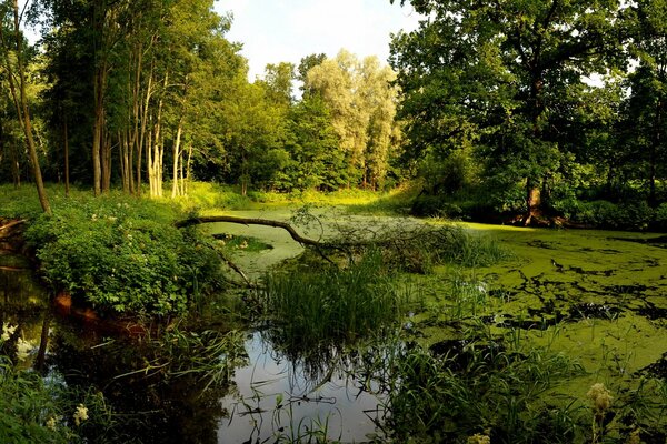 Leśne bagno. Drzewa na bagnach