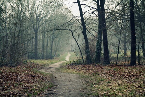 Sentier forestier dans le brouillard d automne