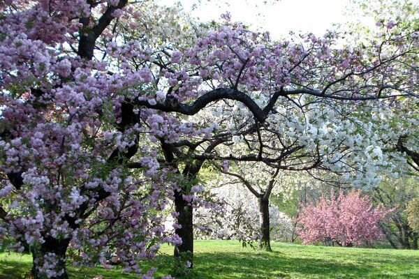 Rose trees in the garden in spring