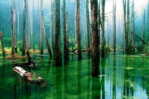 Деревья растут в чистой воде