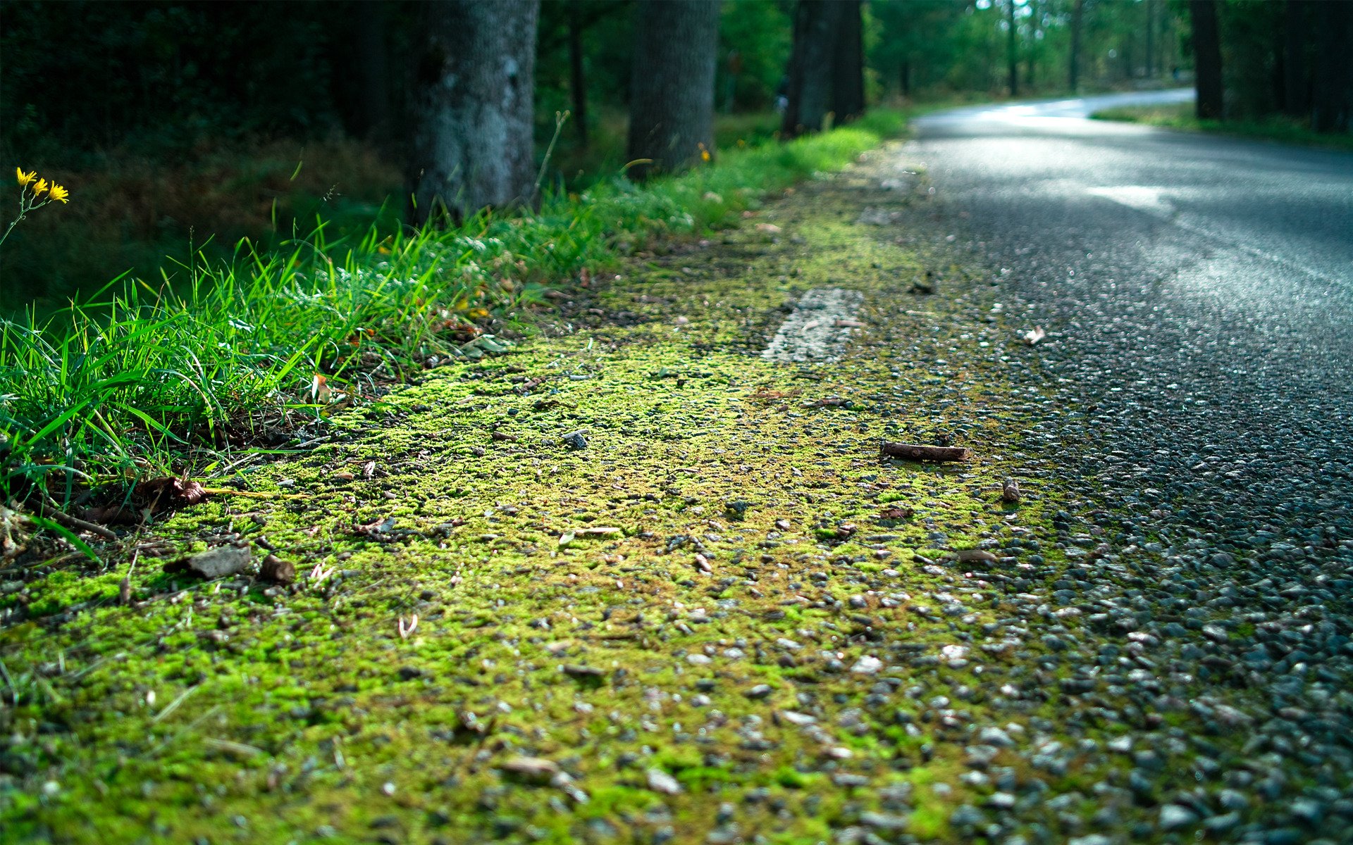 foresta strada erba marciapiede muschio