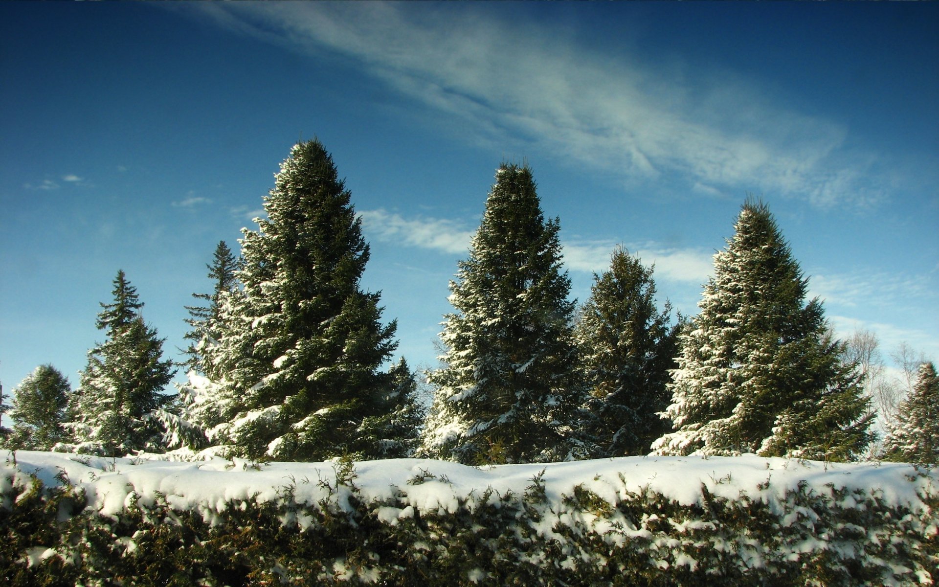 alberi di natale neve natale a giugno