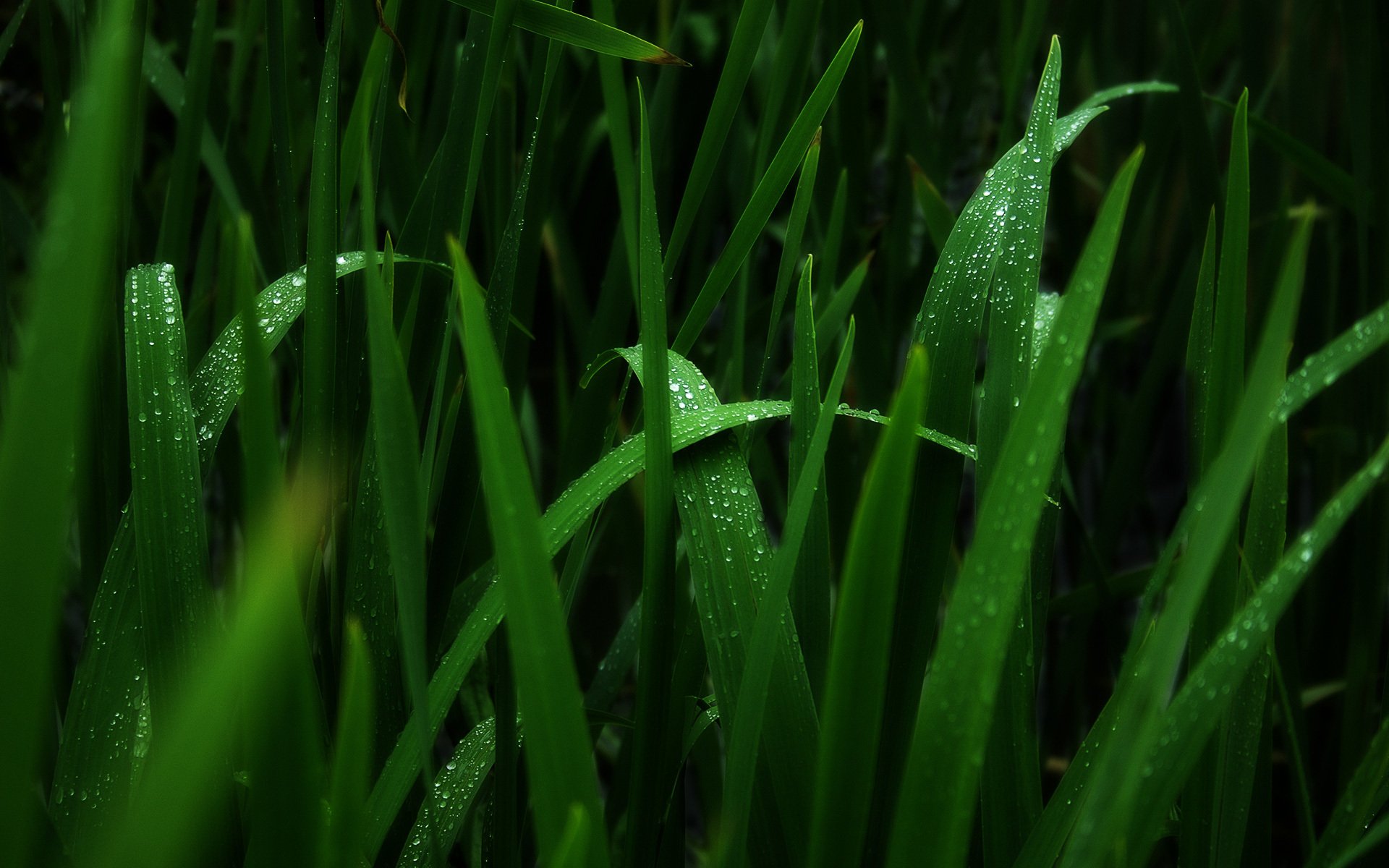 rava rocío humedad macro gotas