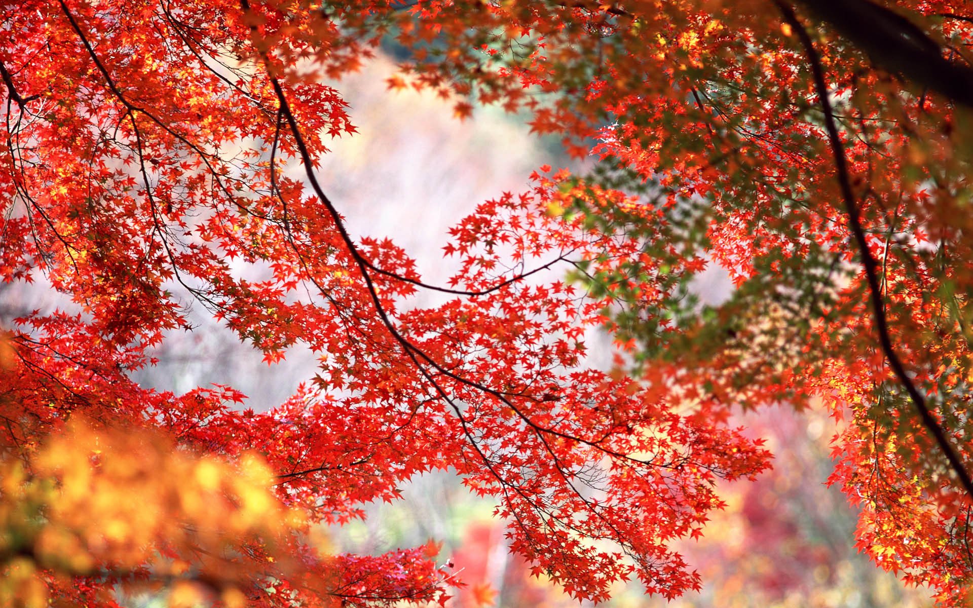 maple leaves red orange tree branches autumn