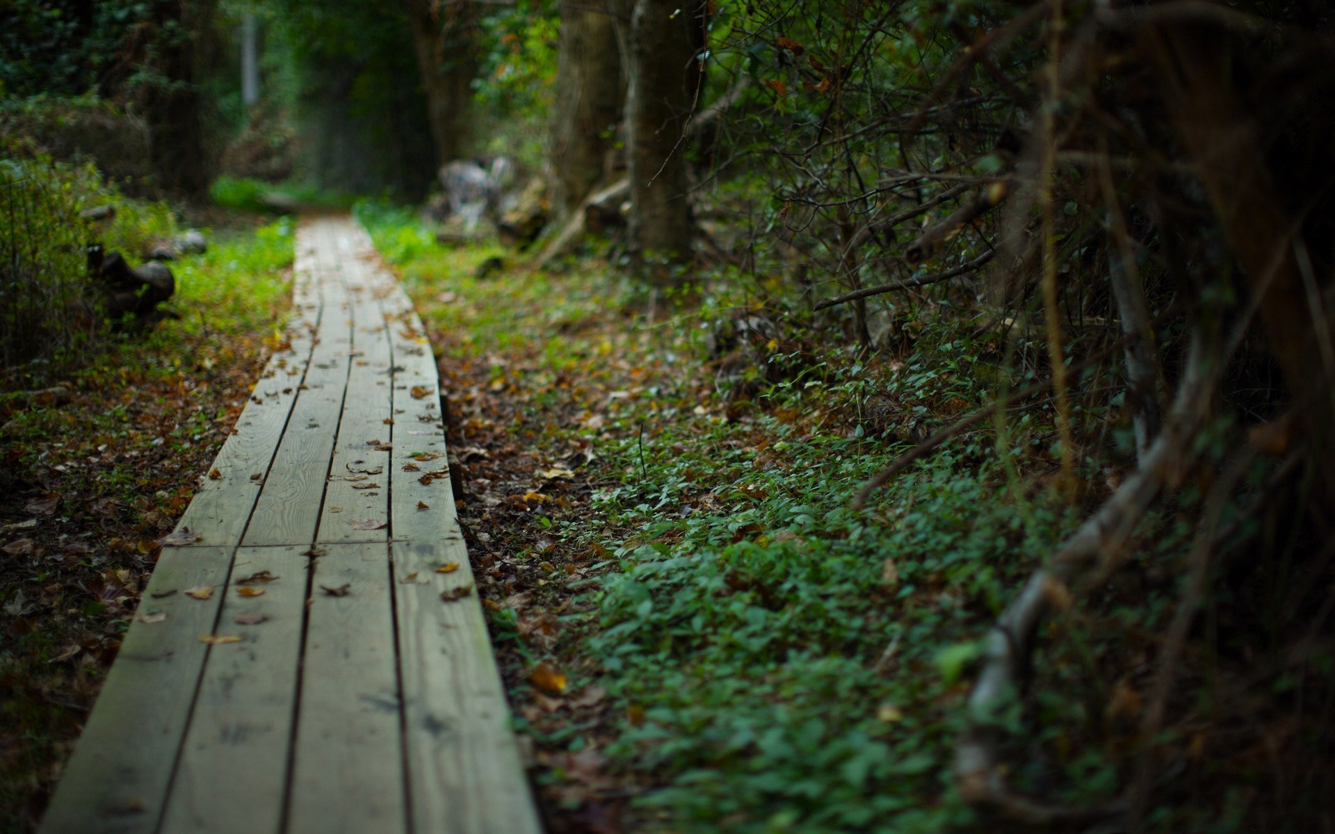 sentiero strada estate foresta natura piante bellezza