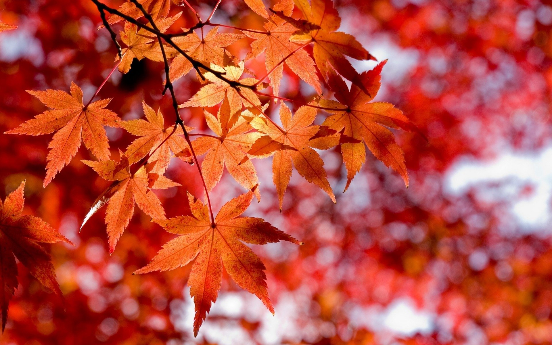 automne feuilles rouges style macro