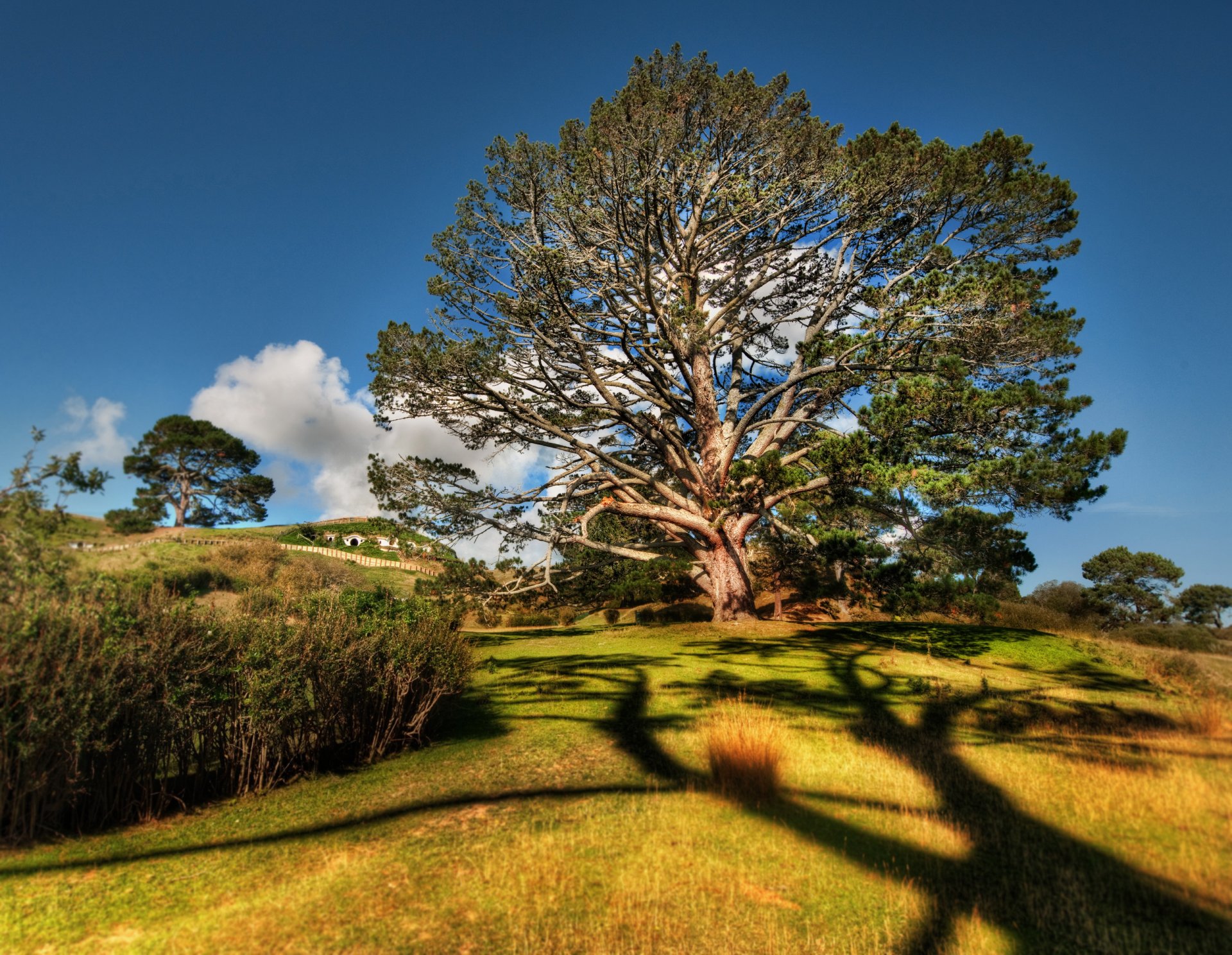 nature arbre herbe buissons branches feuilles ciel