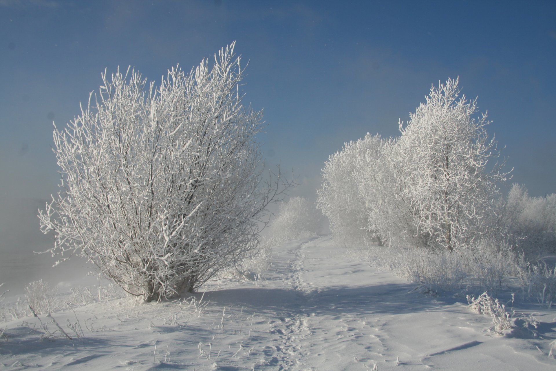 natura alberi neve inverno