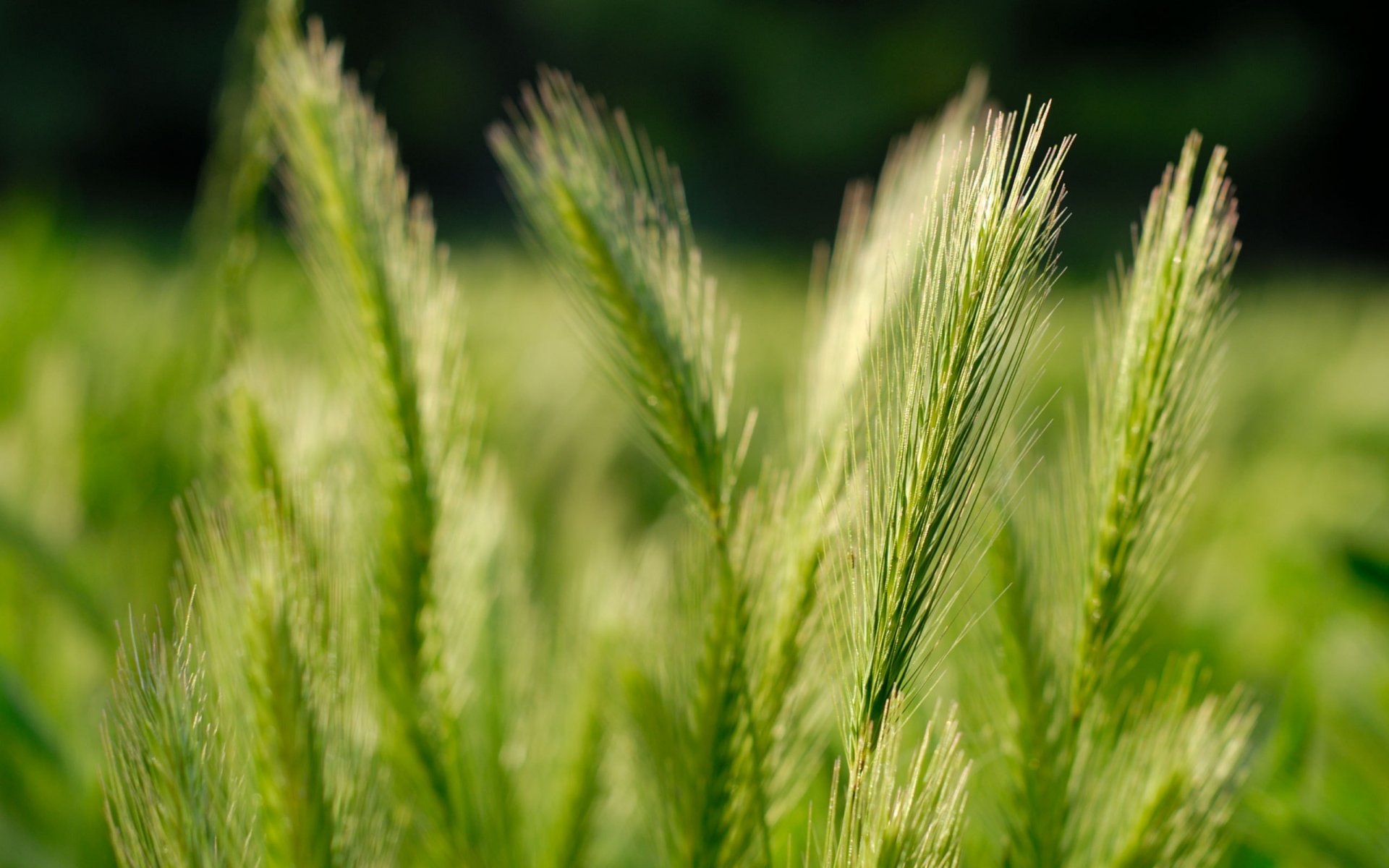 nature the field ears nature pictures fields grass macro wheat grain