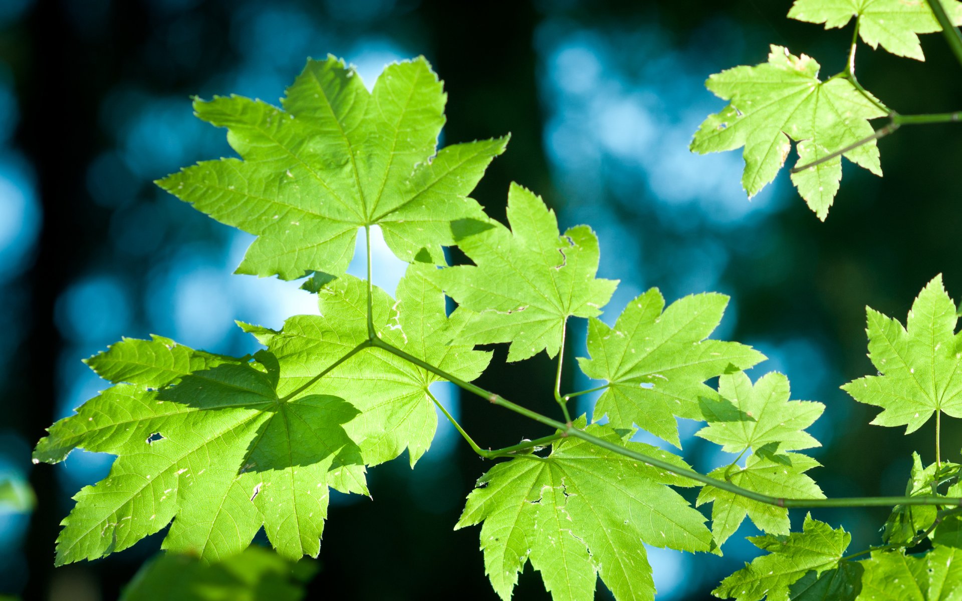 natur bäume blätter laub sommer wald park zu fuß licht tag makro pflanzen leben