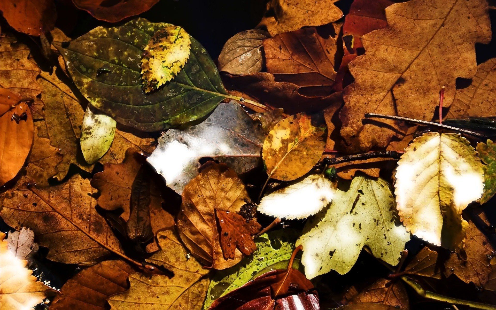 natur blätter herbst laub