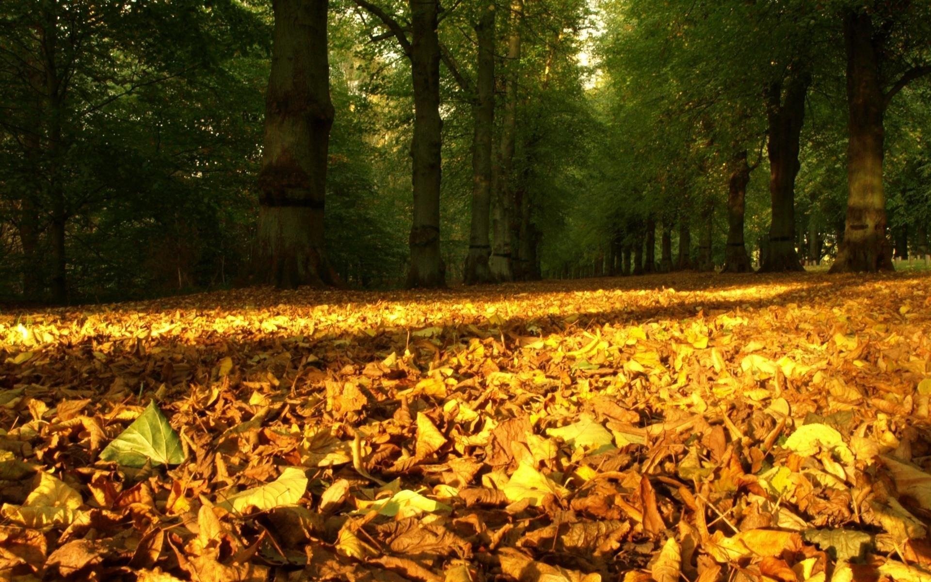 naturaleza temporada otoño hojas caídas