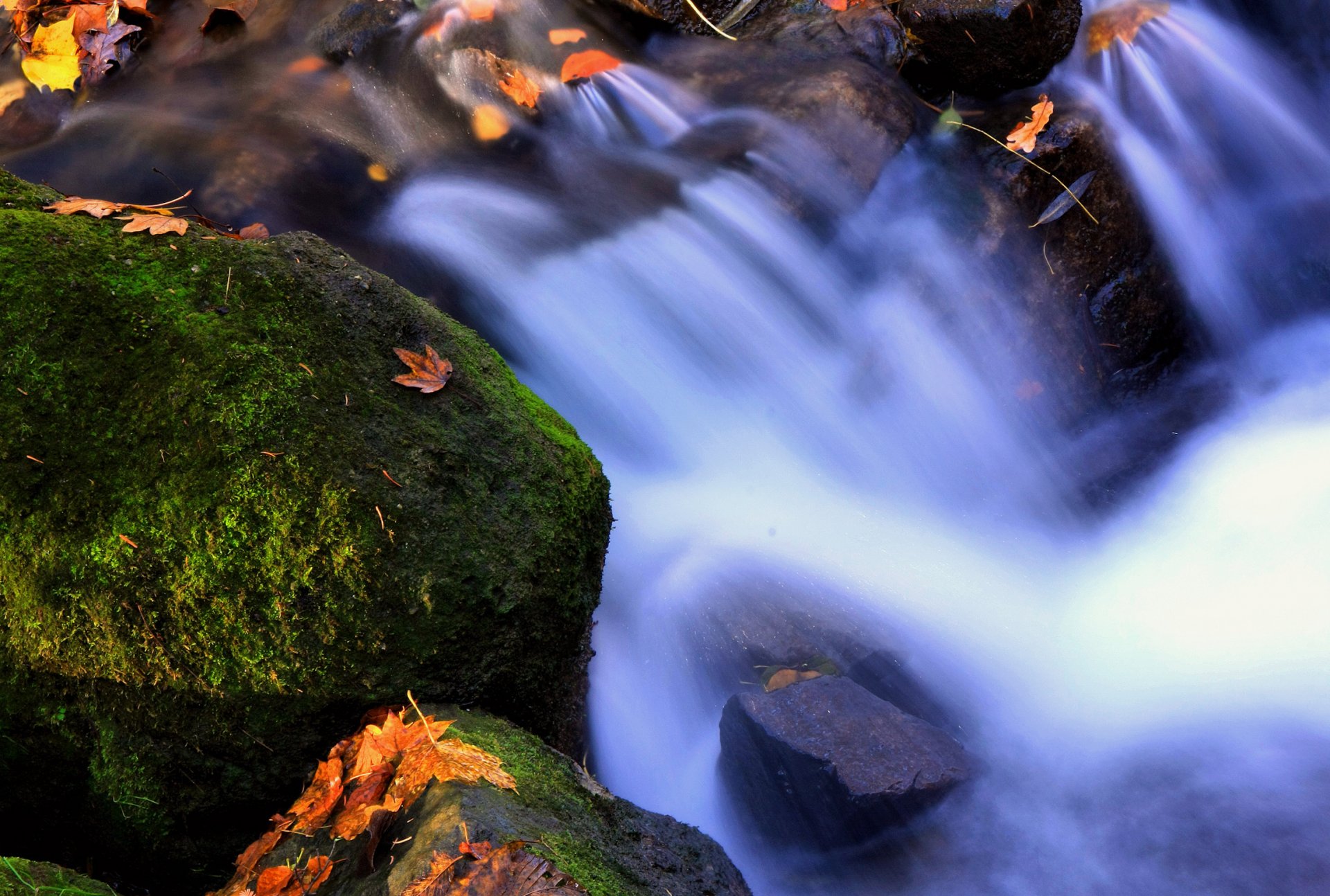 elementi acqua foglie muschio