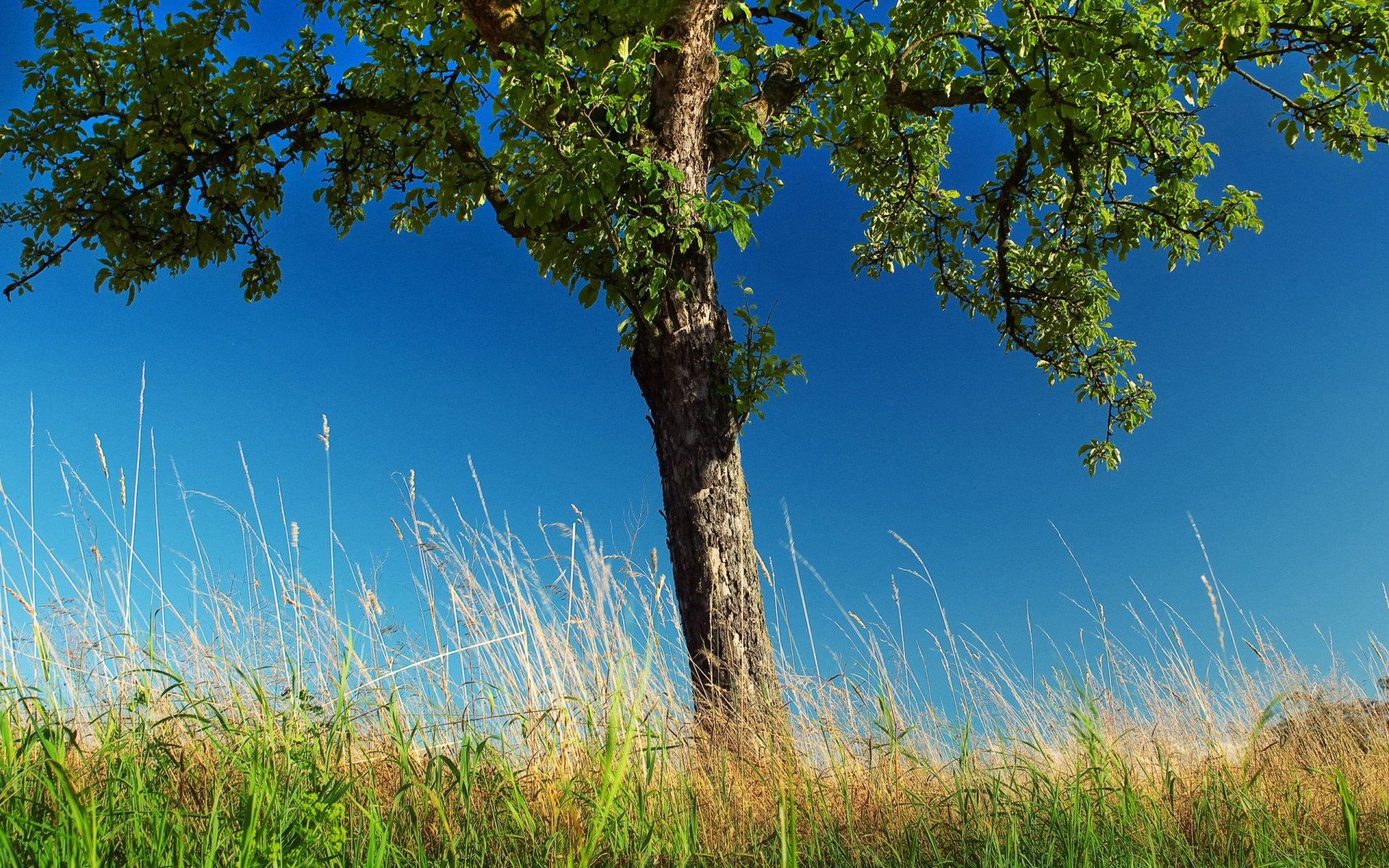 natura alberi albero erba