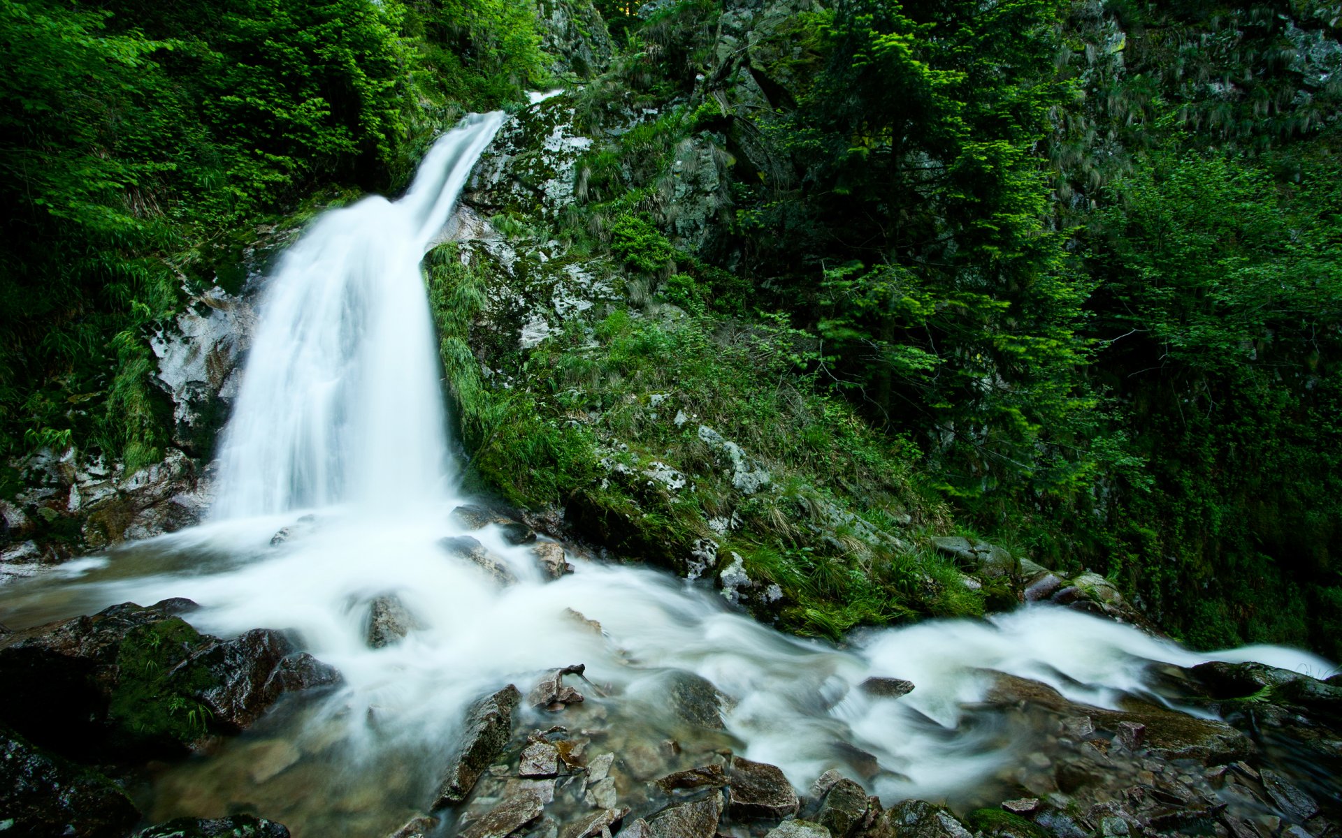 nature forest trees greenery plants stones waterfall stream water stream forest rocks green life photo