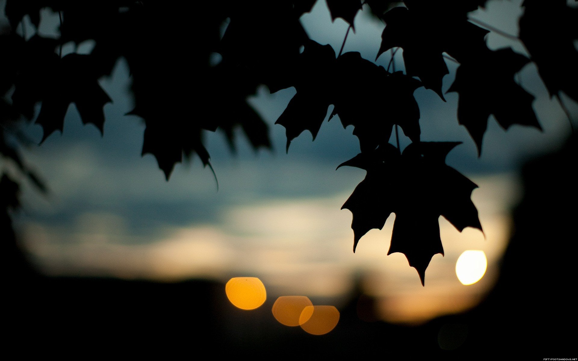 otoño hojas oscuro