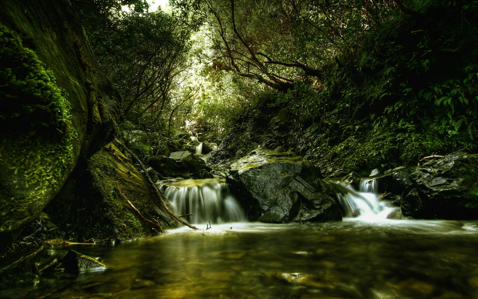 forêt rivière verdure mouvement