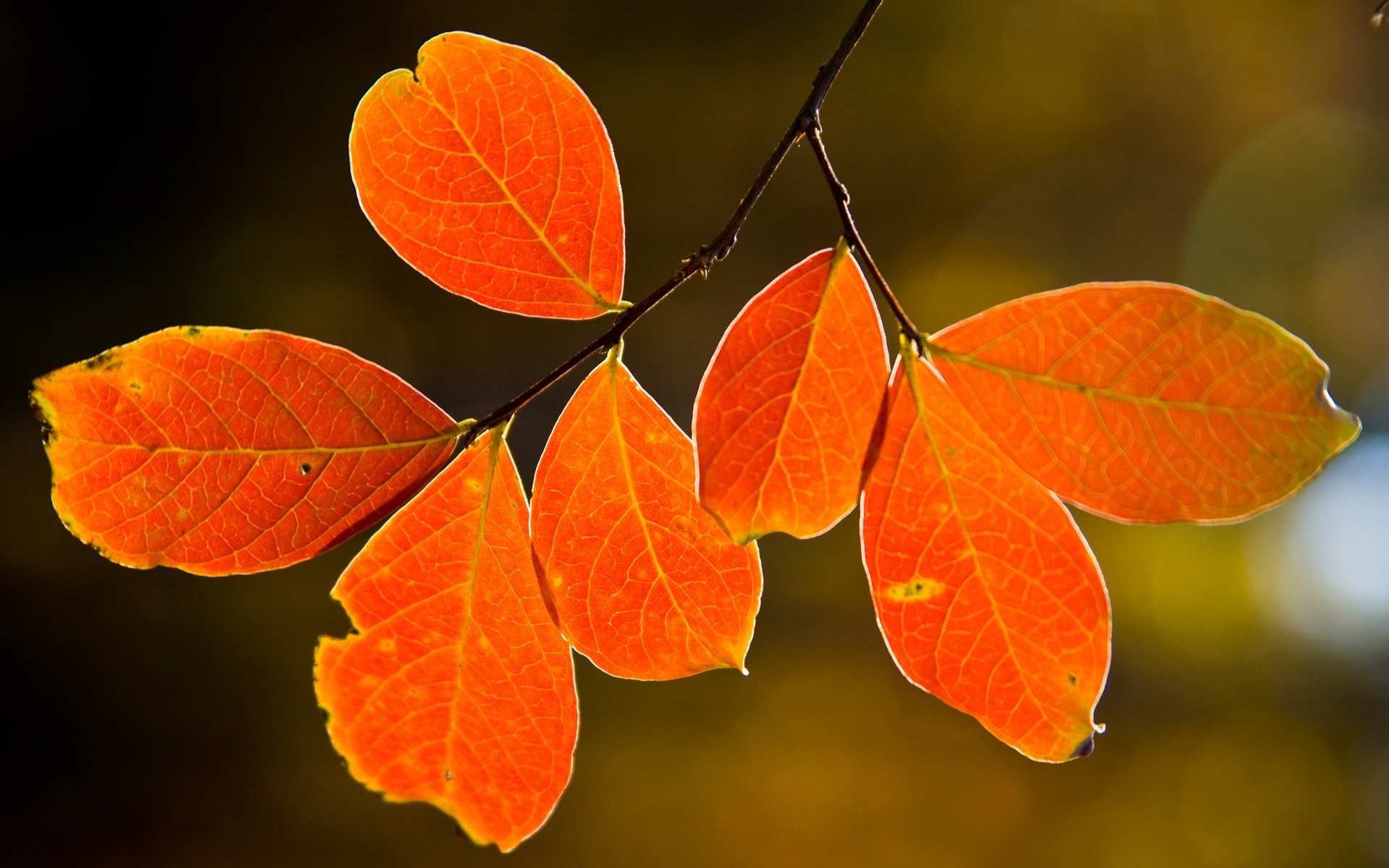 natura drzewo jesień liście makro leaves natura zdjęcia