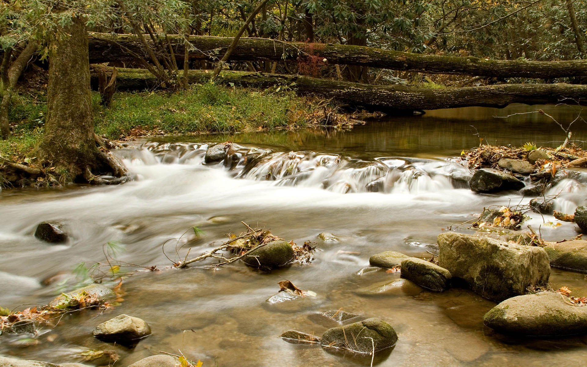 fiume di montagna acqua corrente alberi