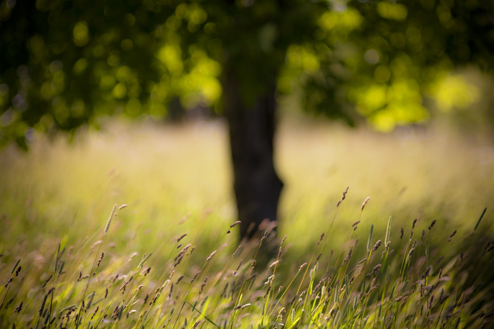 albero erba campo