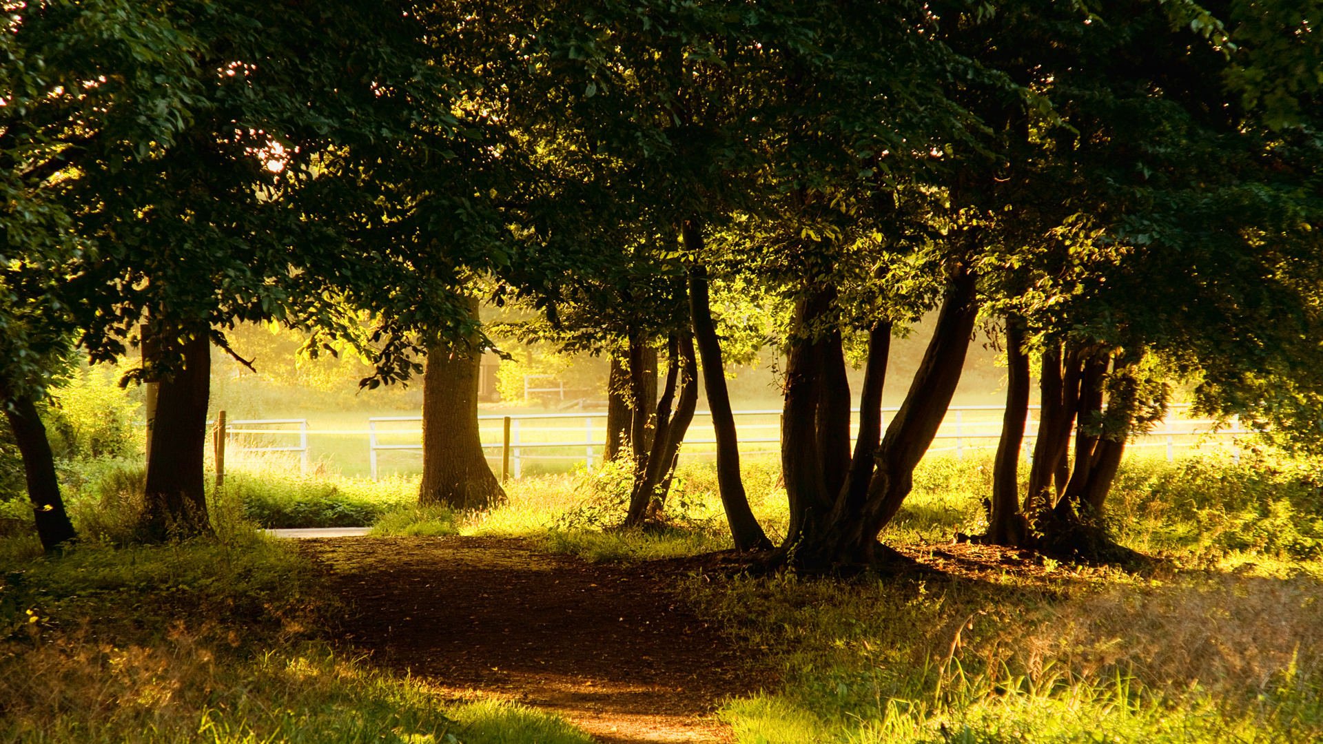 natura alberi